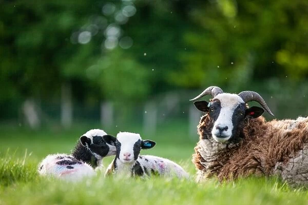 Spring lambs, Dorset, England, United Kingdom, Europe