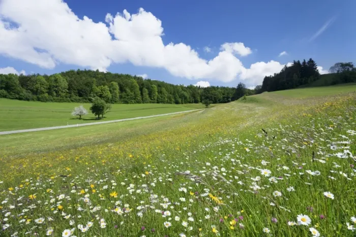 Framed Print : Spring meadow with marguerite flowers (Leucanthemum vulgare), Swabian Alb, Baden Wurttemberg, Germany, Europe Framed Print : Spring meadow with marguerite flowers (Leucanthemum vulgare), Swabian Alb, Baden Wurttemberg, Germany, Europe
