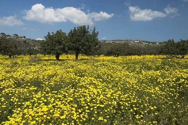 Spring meadow, near Limassol, Cyprus, Europe