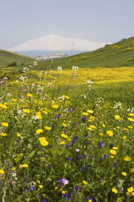 Framed Print : Spring meadow with snow covered Mount Etna in distance Framed Print : Spring meadow with snow covered Mount Etna in distance