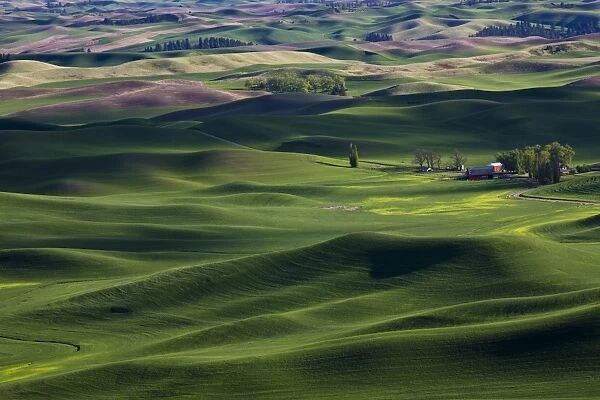 Spring in the Palouse, from Steptoe Butte, Washington State, United States of America