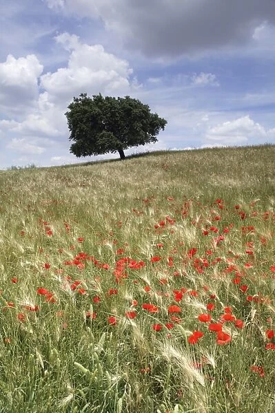 Spring poppies and lone tree