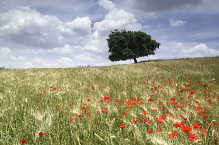 Framed Print : Spring poppies and lone tree Framed Print : Spring poppies and lone tree