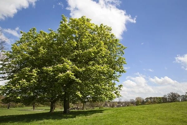 Spring trees in Jacob Smith Park, Knaresborough, North Yorkshire, England, United Kingdom, Europe