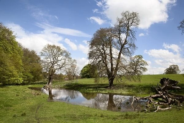 Spring trees and rainwater pond at Jacob Smith Park, Knaresborough, North Yorkshire, England, United Kingdom, Europe