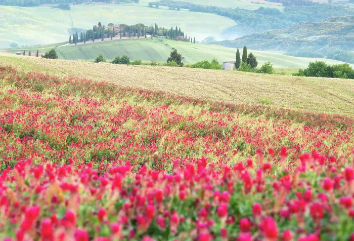 Framed Print : Spring in the Val d'Orcia, UNESCO, Tuscany, Italy Framed Print : Spring in the Val d'Orcia, UNESCO, Tuscany, Italy