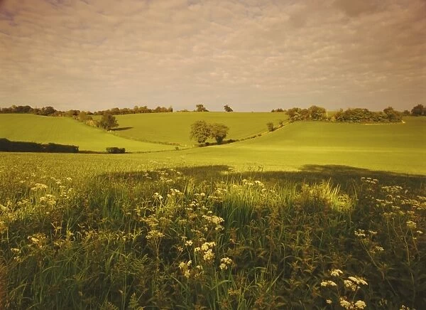 Spring wheat fields near Codicote, Hertfordshire, England, UK, Europe