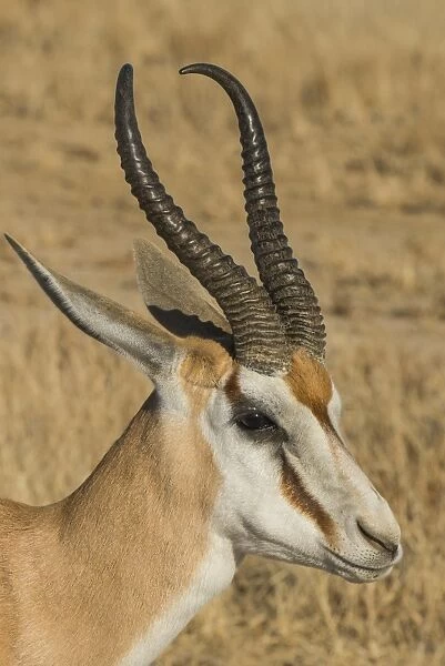 Springbok Antelope (Antidorcas marsupialis), Kalahari Transfrontier Park, South Africa