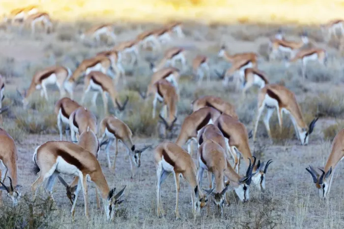 Framed Print : Springbok (Antidorcas marsupialis), Kgalagadi Transfrontier Park, Kalahari, Northern Cape Framed Print : Springbok (Antidorcas marsupialis), Kgalagadi Transfrontier Park, Kalahari, Northern Cape
