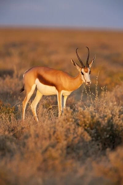 Springbok (Antidorcas marsupialis), female feeding, Etosha National Park, Namibia, Africa