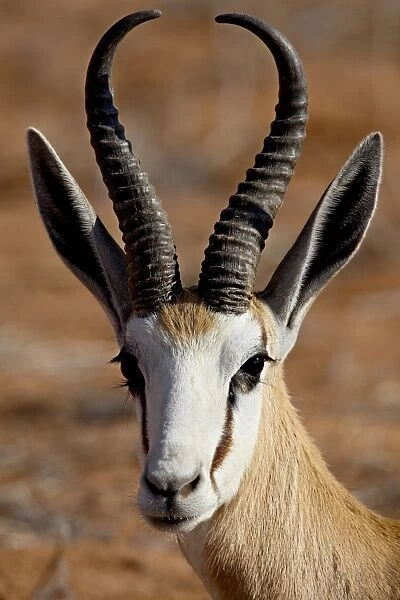 Springbok (Antidorcas marsupialis), Kgalagadi Transfrontier Park, encompassing the former Kalahari Gemsbok National Park, South