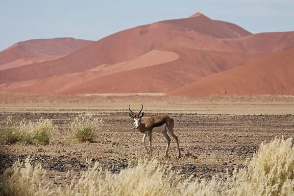 Springbok (Antidorcas marsupialis) in the Namib Desert at Sossusvlei, Namib-Naukluft Park