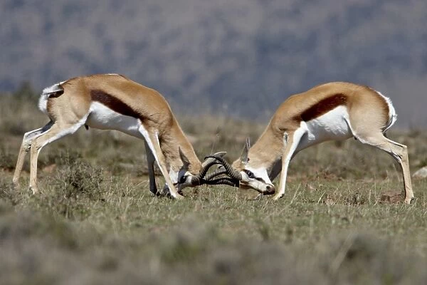 Springbok (Antidorcas marsupialis) bucks sparring, Mountain Zebra National Park