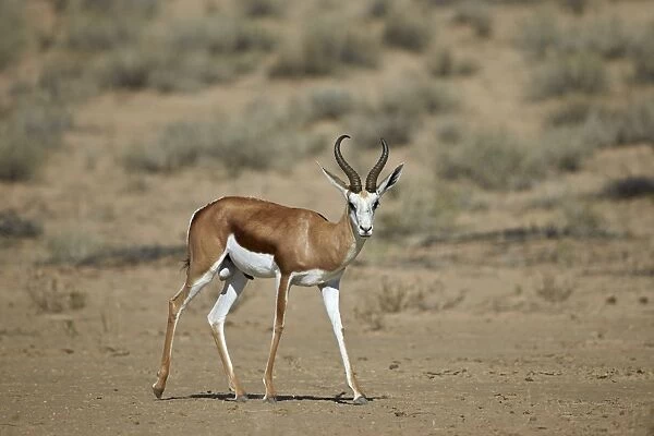 Springbok (Antidorcas marsupialis) buck, Kgalagadi Transfrontier Park encompassing