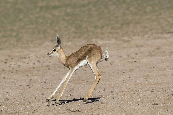 Springbok (Antidorcas marsupialis) calf, Kgalagadi Transfrontier Park, South Africa