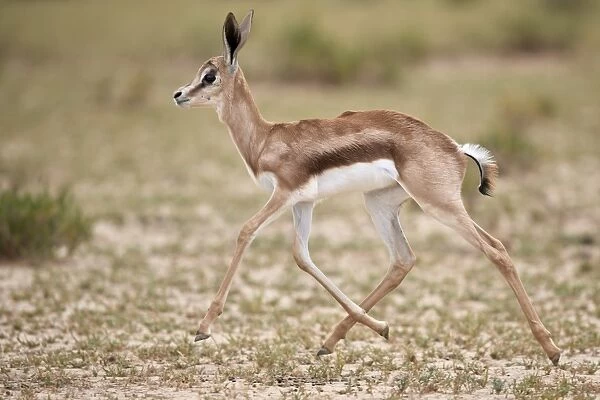 Springbok (Antidorcas marsupialis) calf running, Kgalagadi Transfrontier Park, South Africa