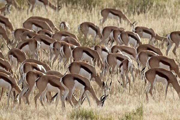 Springbok (Antidorcas marsupialis) herd, Kgalagadi Transfrontier Park, encompassing the former Kalahari Gemsbok National Park, South