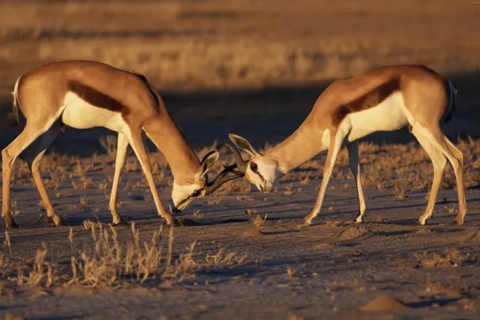 Framed Print : Two springbok (Antidorcas marsupialis) males fighting Framed Print : Two springbok (Antidorcas marsupialis) males fighting