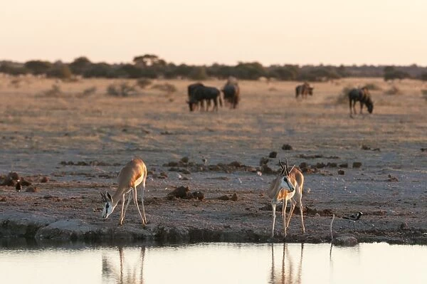 Springbok (Antidorcas marsupialis) at waterhole, Nxai Pan National Park, Botswana, Africa