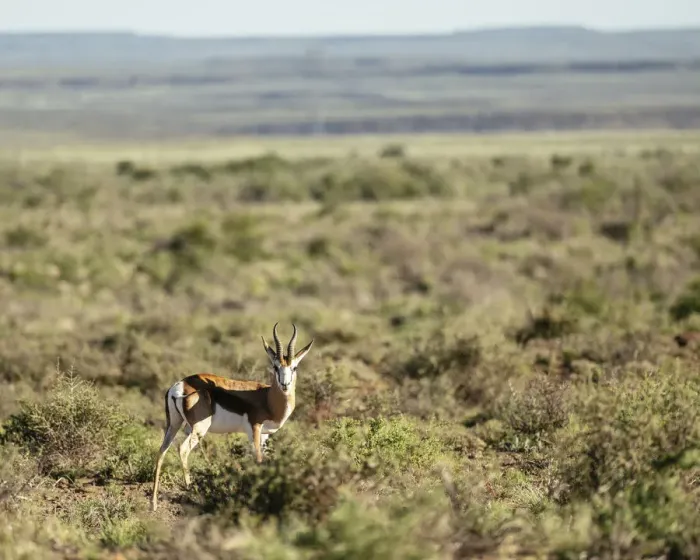Framed Print : Springbok, Karoo National Park, Beaufort West, Western Cape, South Africa, Africa Framed Print : Springbok, Karoo National Park, Beaufort West, Western Cape, South Africa, Africa