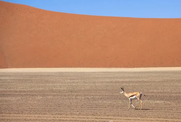 Framed Print : Springbok and orange sand dune in the ancient Namib Desert near Sesriem, Namib Naukluft Park, Namibia, Africa Framed Print : Springbok and orange sand dune in the ancient Namib Desert near Sesriem, Namib Naukluft Park, Namibia, Africa