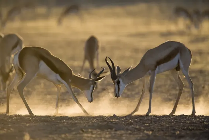 Framed Print : Springbok sparring (Antidorcas marsupialis), Kgalagadi Transfrontier Park Framed Print : Springbok sparring (Antidorcas marsupialis), Kgalagadi Transfrontier Park