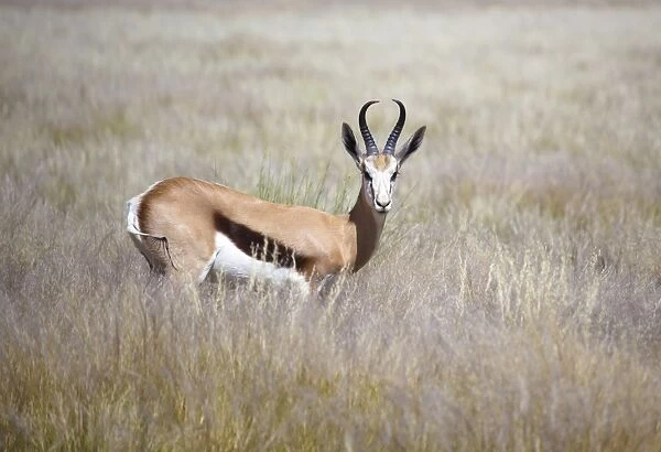 Springbok standing in grass, Namib Naukluft Park, Namibia, Africa