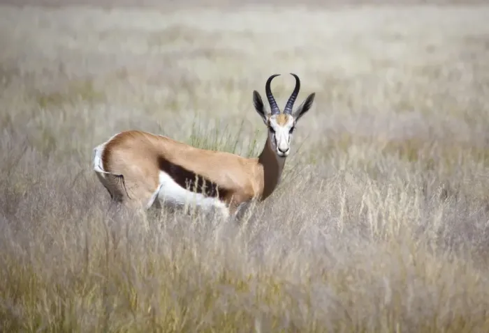 Framed Print : Springbok standing in grass, Namib Naukluft Park, Namibia, Africa Framed Print : Springbok standing in grass, Namib Naukluft Park, Namibia, Africa