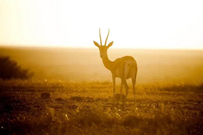 Framed Print : Springbok at sunset, Kenya, East Africa, Africa Framed Print : Springbok at sunset, Kenya, East Africa, Africa