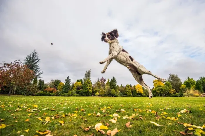 Framed Print : Springer Spaniel jumping to catch treat, United Kingdom, Europe Framed Print : Springer Spaniel jumping to catch treat, United Kingdom, Europe