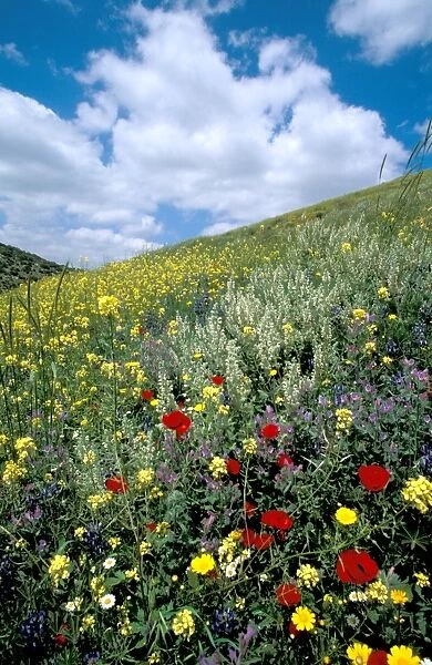 Springtime at Tel Shocha, at the entrance to Ha ela Valley controlling the ancient road from the Coastal Plain to Hebron and Jerusalem, Israel