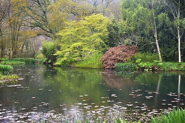 A springtime view of the lake at RHS Rosemoor Garden, near Great Torrington, Devon, England, United Kingdom, Europe