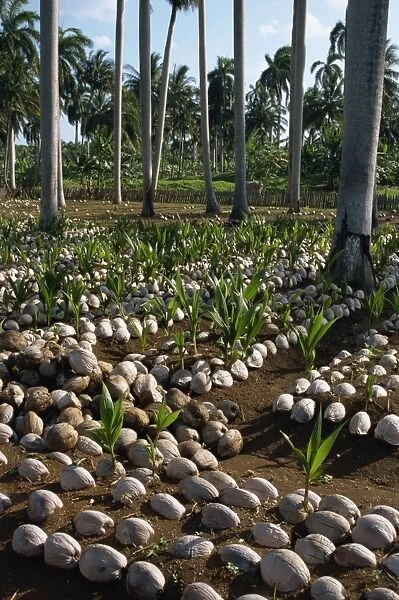Sprouting coconuts and coconut palms on a plantation at Baracoa, Oriente
