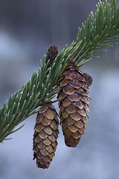Spruce cones on a single branch