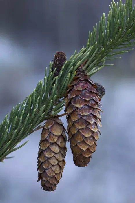 Framed Print : Spruce cones on a single branch Framed Print : Spruce cones on a single branch