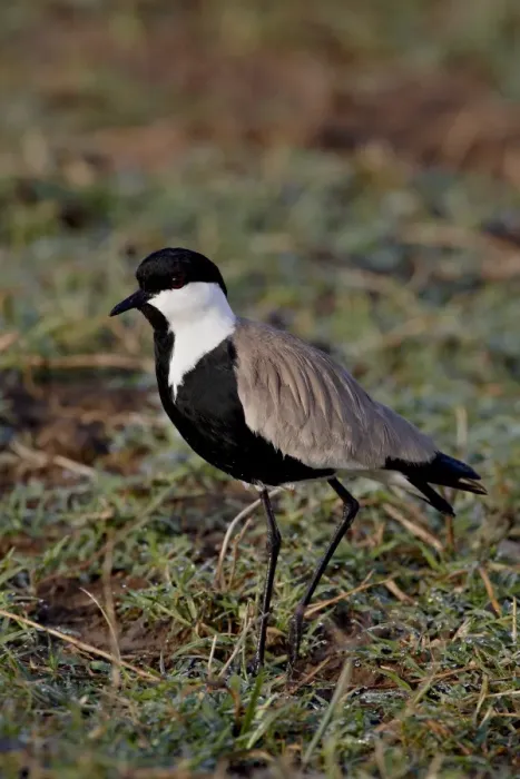 Framed Print : Spur-Winged Plover (Spur-Winged Lapwing) (Vanellus spinosus), Masai Mara National Reserve Framed Print : Spur-Winged Plover (Spur-Winged Lapwing) (Vanellus spinosus), Masai Mara National Reserve