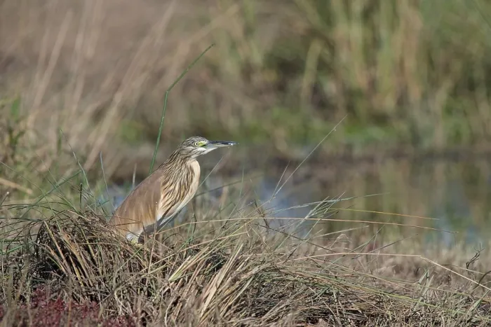 Framed Print : Squacco heron, (Ardeola ralloides), Chobe National Park, Chobe River, Botswana Framed Print : Squacco heron, (Ardeola ralloides), Chobe National Park, Chobe River, Botswana