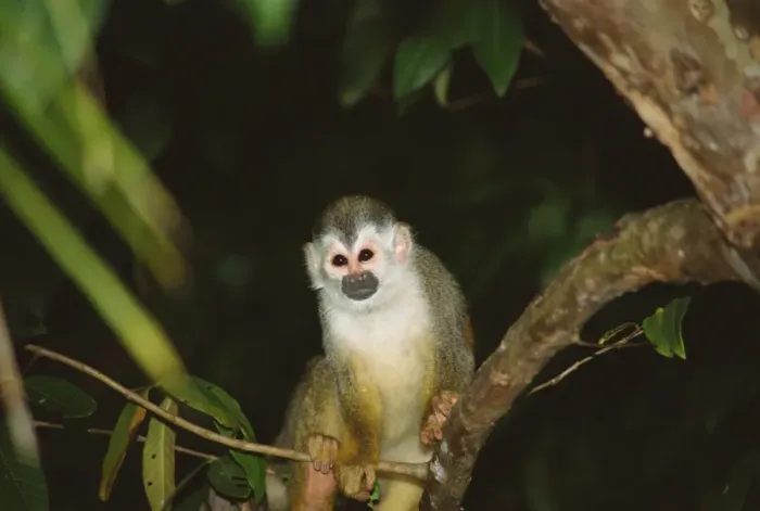 Framed Print : Squirrel monkey (Saimiri oerstedii) standing on a branch, Manuel Antonio Framed Print : Squirrel monkey (Saimiri oerstedii) standing on a branch, Manuel Antonio