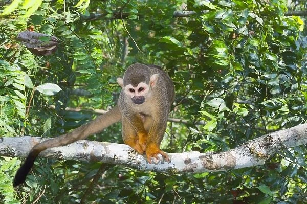 Squirrel monkey (Saimiri sciureus), Amazon state, Brazil, South America