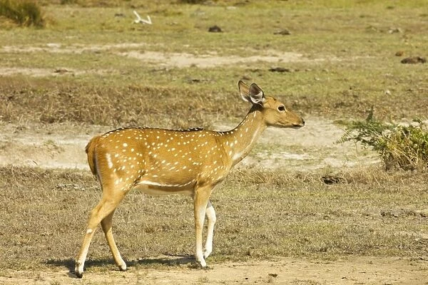 Sri Lankan axis deer or Ceylon spotted deer in Kumana National Park, formerly Yala East, Kumana, Eastern Province, Sri Lanka, Asia