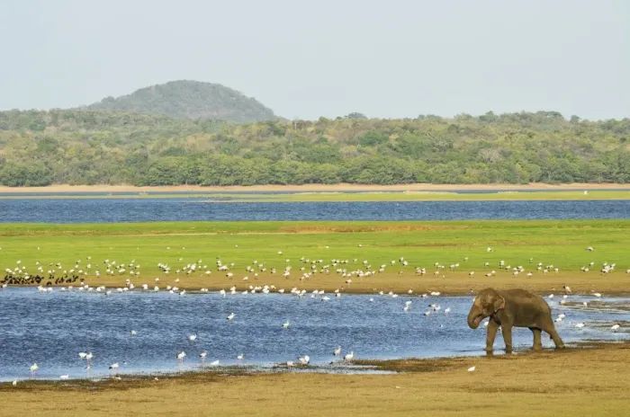 Framed Print : Sri Lankan elephant (Elephas maximus maximus), Minneriya National Park, Sri Lanka, Asia Framed Print : Sri Lankan elephant (Elephas maximus maximus), Minneriya National Park, Sri Lanka, Asia