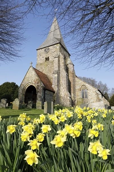 St. Bartholomews Church with spring daffodils, Burwash, East Sussex, England, United Kingdom