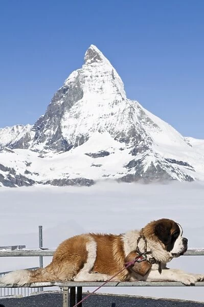St. Bernard dog and Matterhorn from atop Gornergrat, Switzerland, Europe