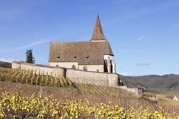 St. Jacques church, vineyards in autumn, Hunawhir, Alsace, France, Europe