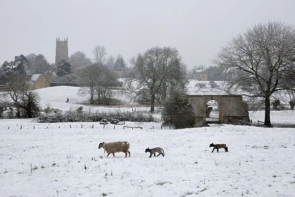 St. James church and sheep with lambs in snow, Chipping Campden, Cotswolds, Gloucestershire
