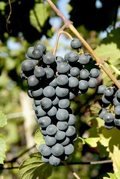 St. Laurent wine grapes in vineyard near village of Kostelec, Brnensko, Czech Republic, Europe