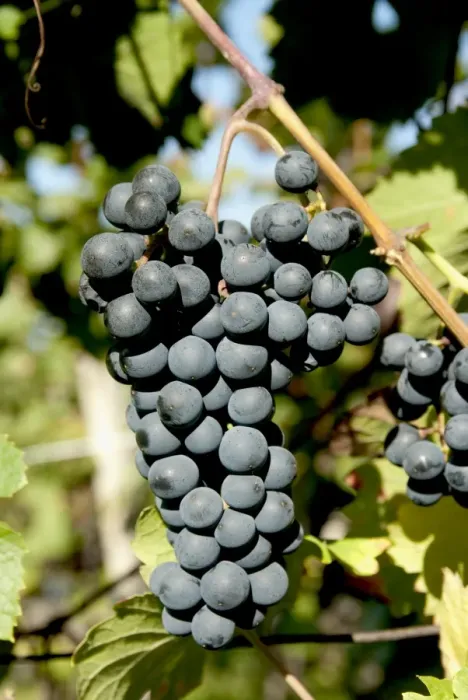 Framed Print : St. Laurent wine grapes in vineyard near village of Kostelec, Brnensko, Czech Republic, Europe Framed Print : St. Laurent wine grapes in vineyard near village of Kostelec, Brnensko, Czech Republic, Europe
