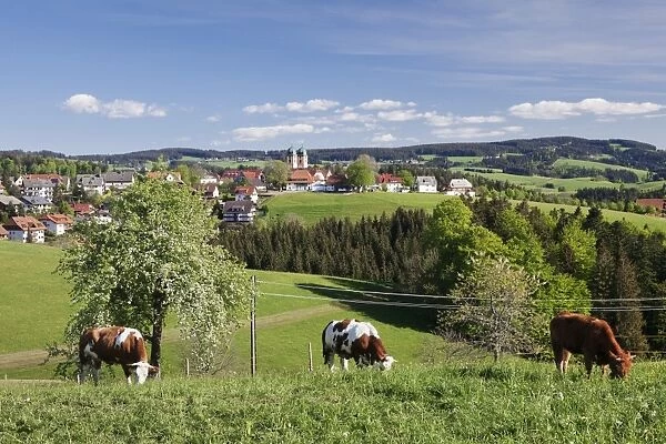 St. Maergen, spring, Glottertal Valley, Black Forest, Baden Wurttemberg, Germany, Europe