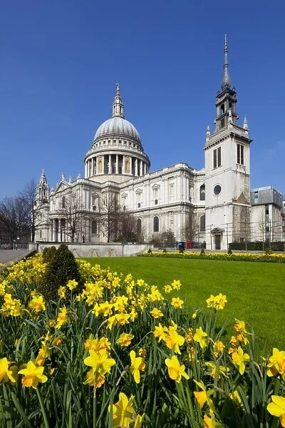 St. Pauls Cathedral with daffodils, London, England, United Kingdom, Europe