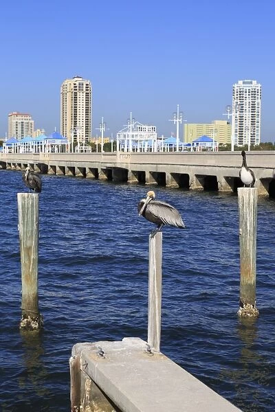 St. Petersburg skyline, Tampa, Florida, United States of America, North America
